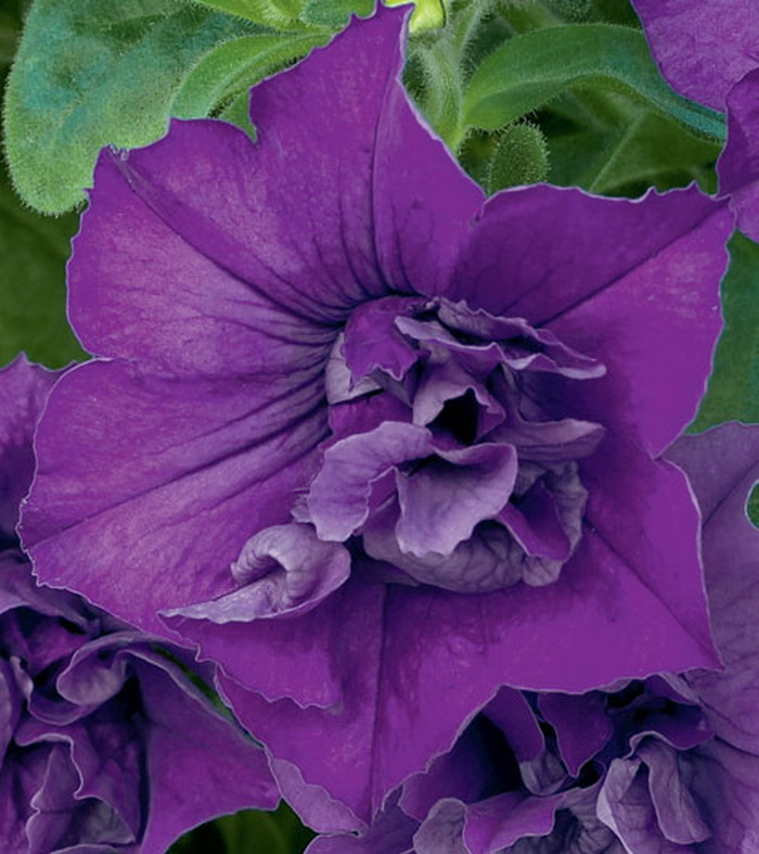 Петуния Сурфиния Дабл Блю Стар